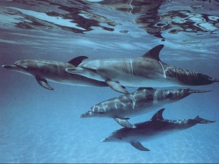 Фото 42.Дельфины под водой. 